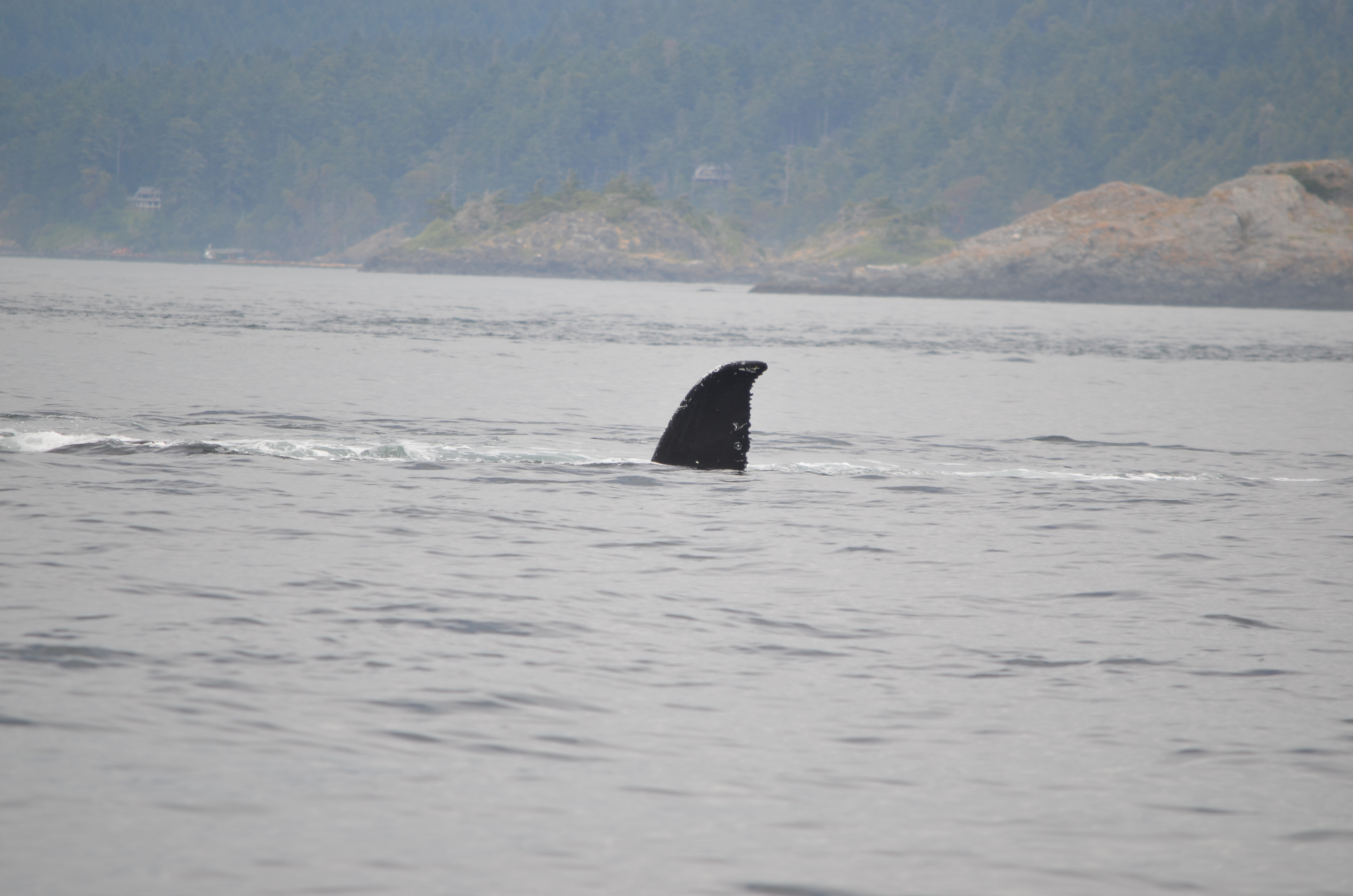 photos/wildlife/Mammal_Species/Humpback Whale/DSC_0208.JPG